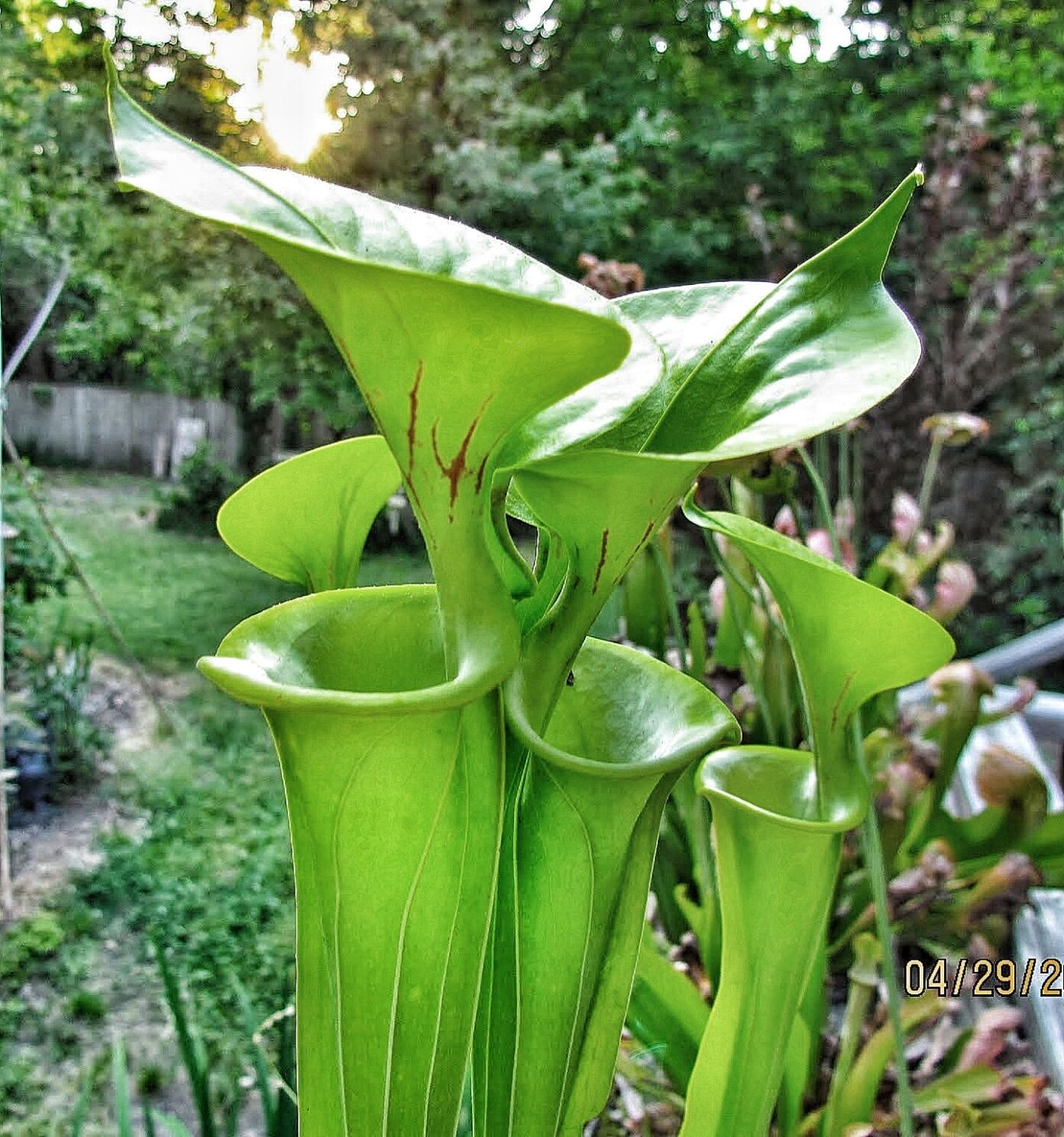 Pitcher plant all green